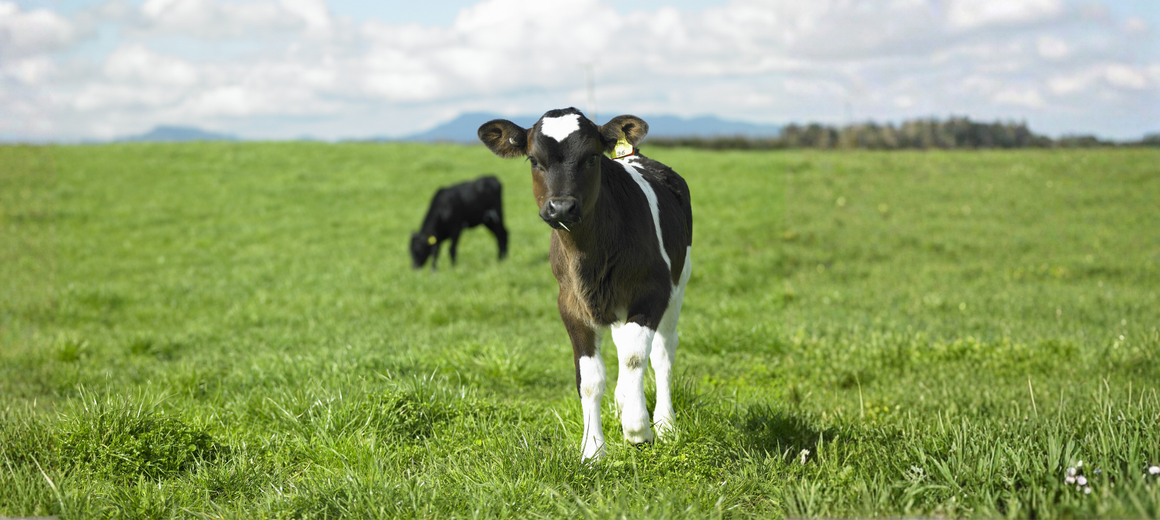 Ag Day Calves