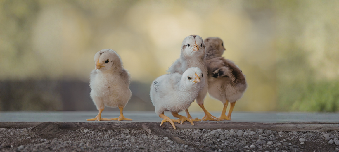 Ag Day Chicks