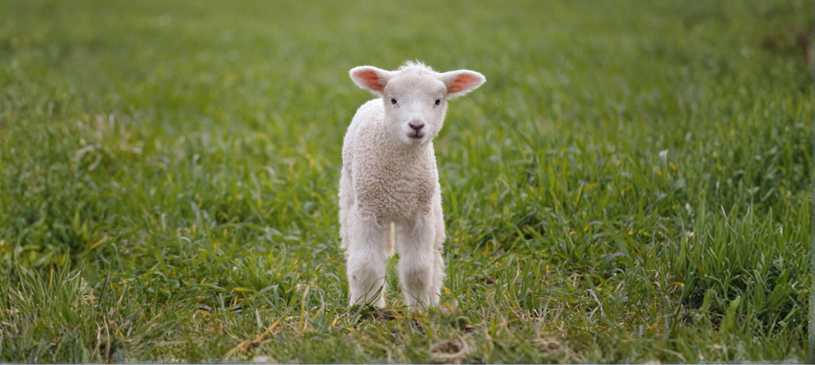 Ag Day Lambs
