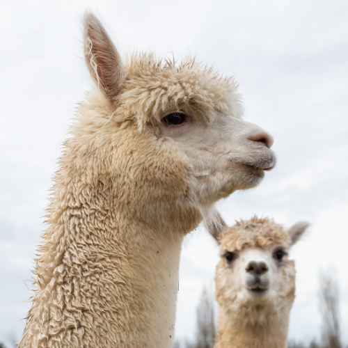 Alpacas & Llamas