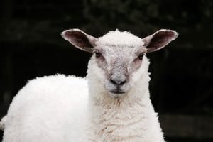 Sheep & Lambs