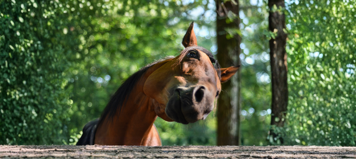 Horse Toys & Treats