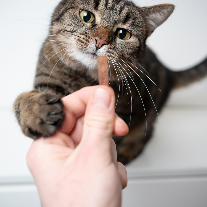 Cat-Treats