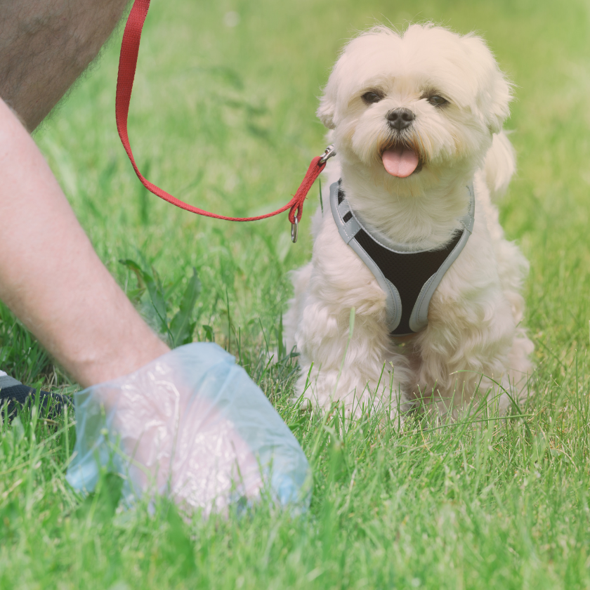 Dog Walking Accessories