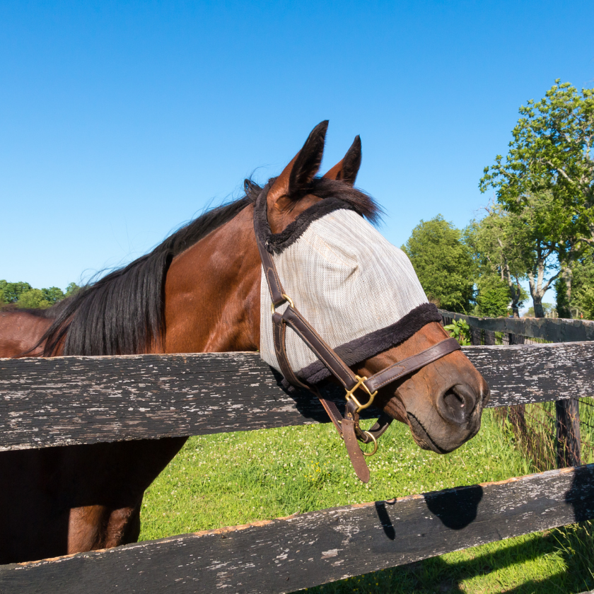 Fly Masks & Fringes