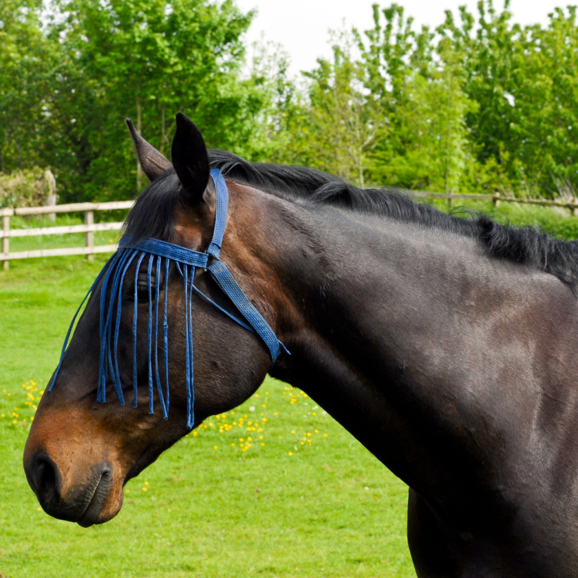 Fly Deterrents/Repellents