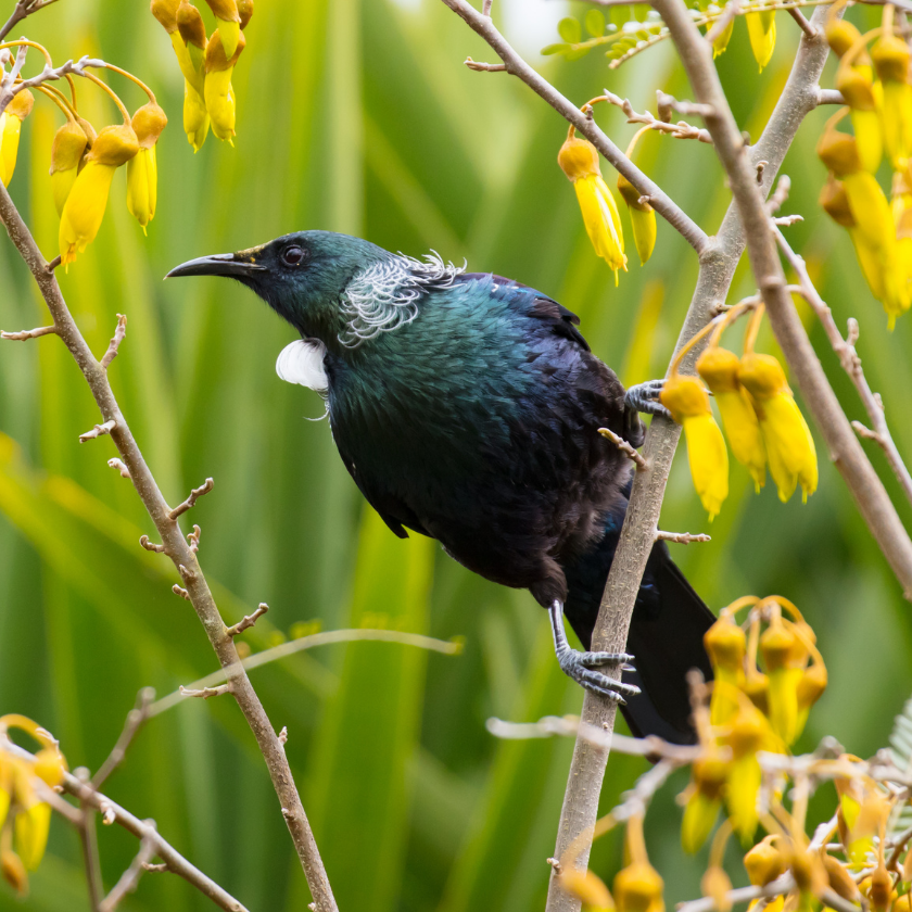wild-bird-nz
