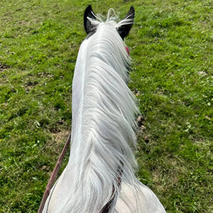 Eco Horse Purple Shampoo