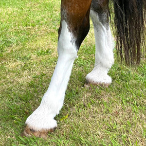 Eco-Horse-Purple-Shampoo-Legs
