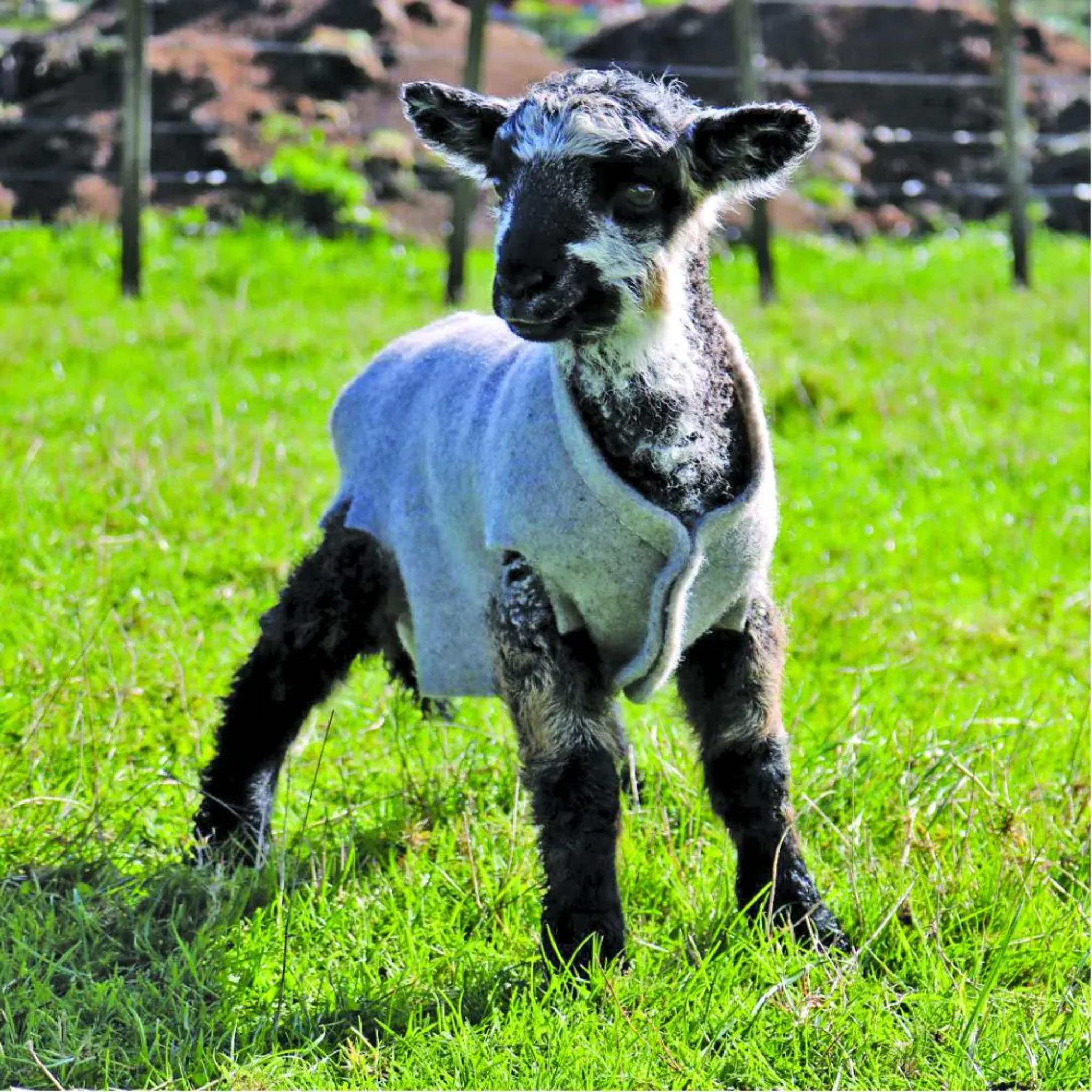 Lamb wearing a fleece coat standing on grass with a blurred background