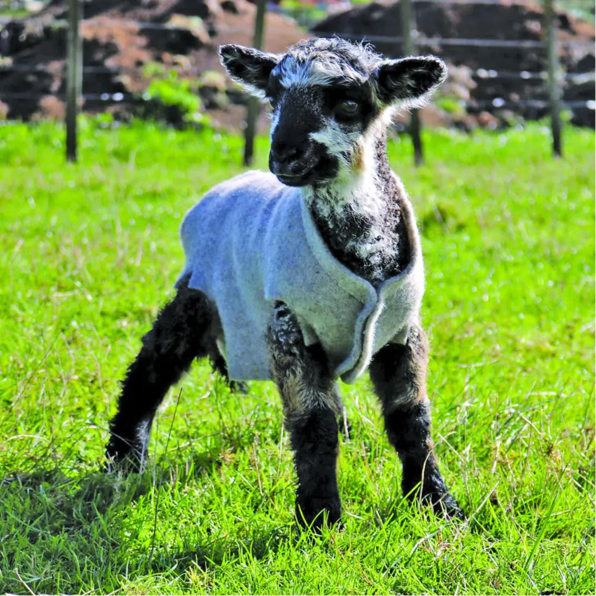 Lamb wearing a fleece coat standing on grass with a blurred background