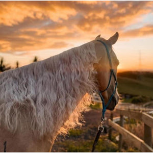 Eco-Horse-Leave-in-Conditioner-Mane
