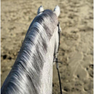 Eco-Horse-Leave-in-Conditioner-Mane