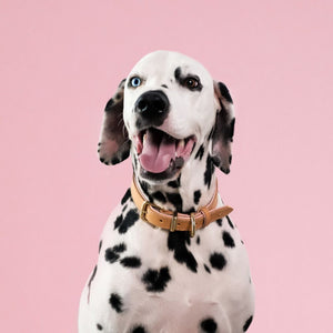 oxford-dog-collar-blush-dalmation-dog