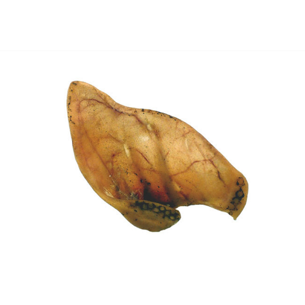 Pigs Ear (Save - Bag of 10)