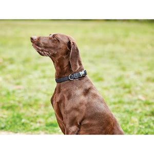 Weatherbeeta Elegance Dog Collar Black