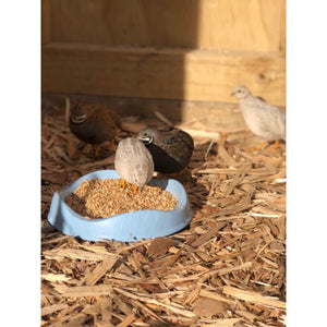 quails-feeding