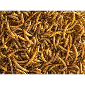 Topflite-mealworms