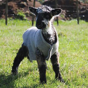 Lamb-Jacket-Recycled-Wool-Felt