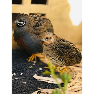 quails-feeding