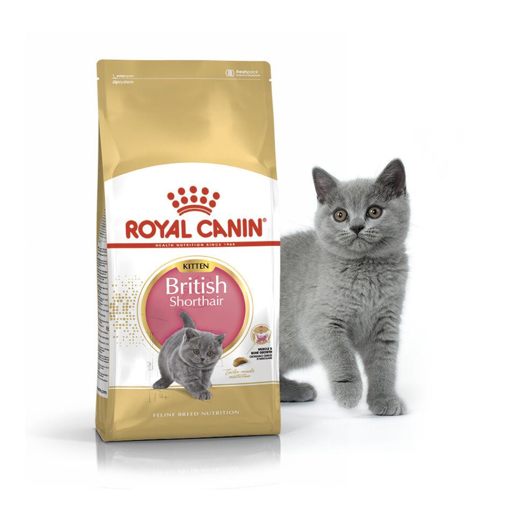 royal-canin-british-shorthair-kitten
